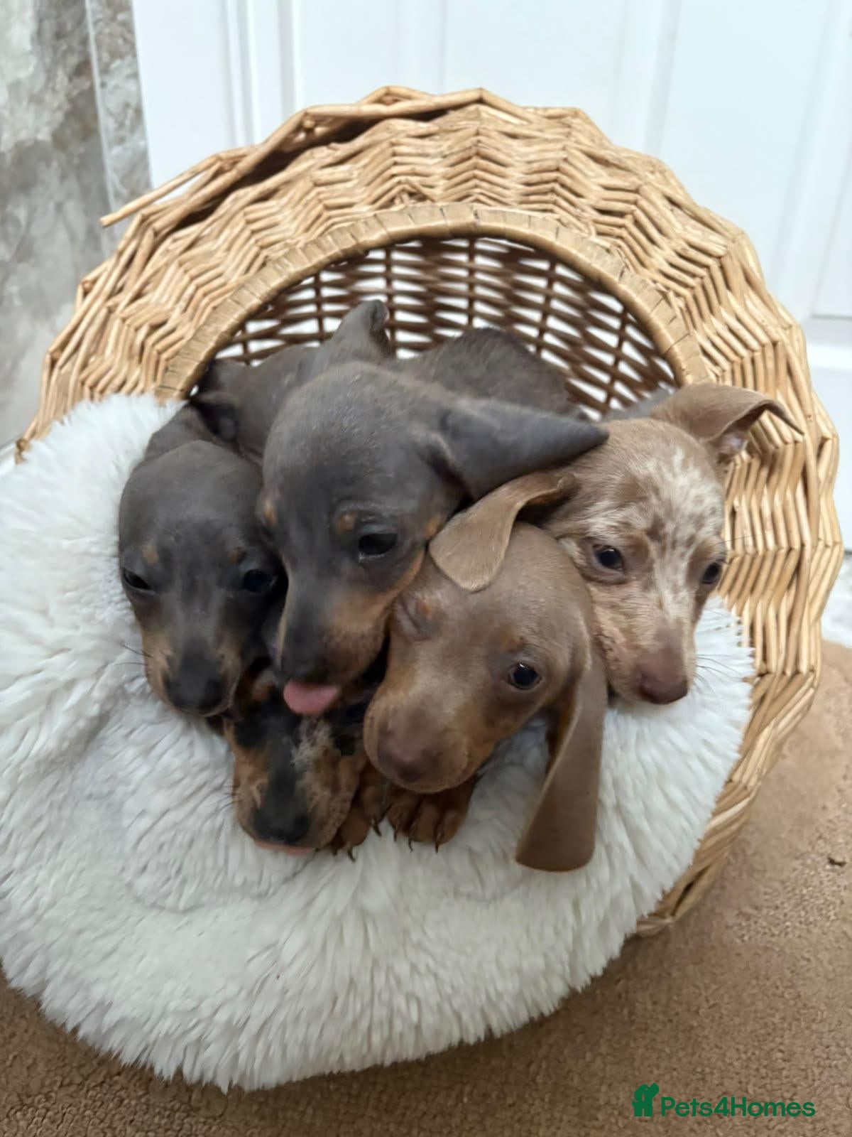 Dachshund dogs Merle dashaund - Advert 2