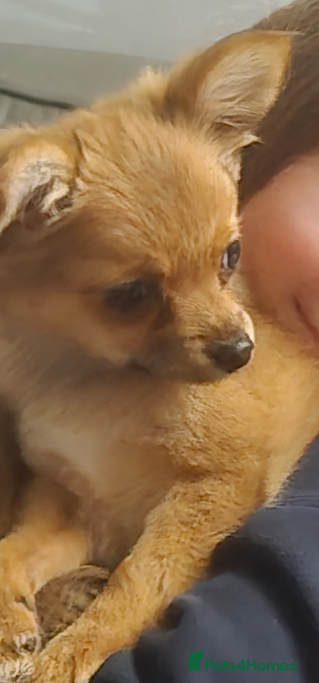 Pomchi dogs for sale: Gorgeous pomchi puppies  - Advert 23