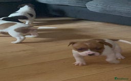 Mixed Breed dogs for sale: Staffy cross alapah blue blood  - Image 21
