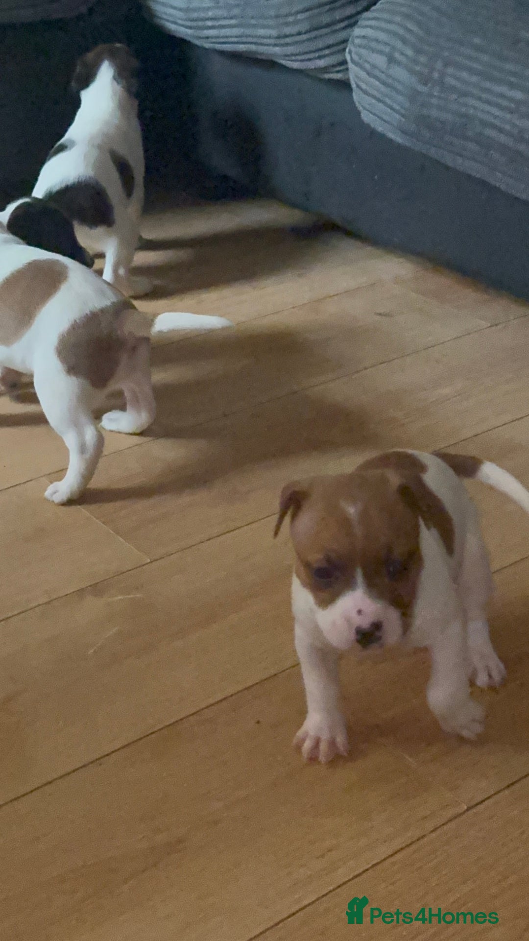 Mixed Breed dogs for sale: Staffy cross alapah blue blood  - Image 21