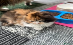 Scottish Fold cats for sale: TICA registered Scottish Fold Girl - Image 3