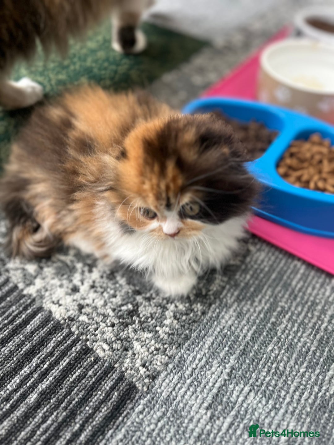 Scottish Fold cats for sale: TICA registered Scottish Fold Girl - Image 3