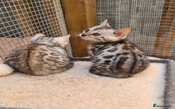 Bengal cats for sale: Full pedigree bengal kitten - Image 8