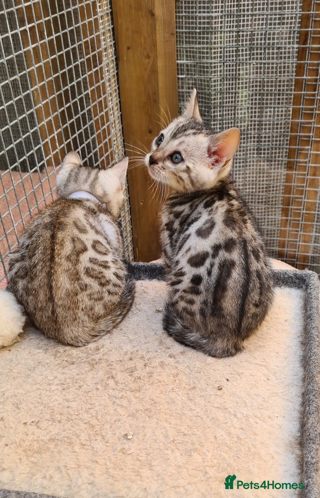 Bengal cats for sale: Full pedigree bengal kitten - Image 8