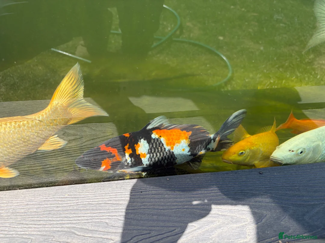 Koi Carp fish for sale: X3 Koi Carp for sale - Advert 2