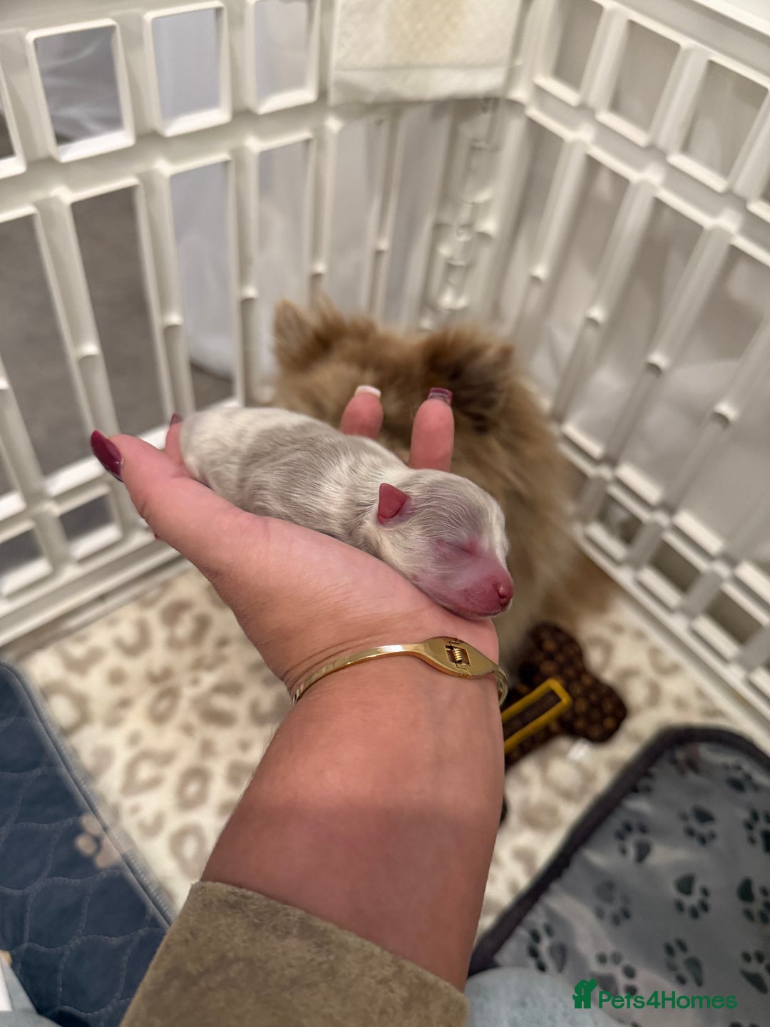 Pomeranian dogs for sale: Small & Fluffy Pomeranian Puppies Ready to Reserve - Advert 10