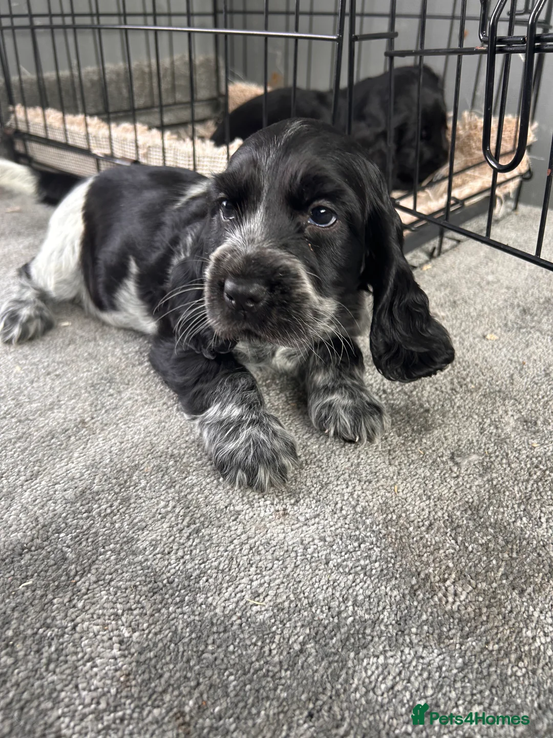 Cocker Spaniel dogs for sale: Cocker spaniel puppies  in Manchester - Advert 6