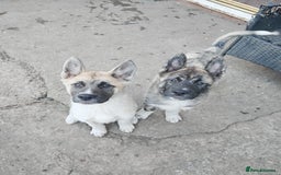 Mixed Breed dogs for sale: Akita  puppies for sale  - Image 24