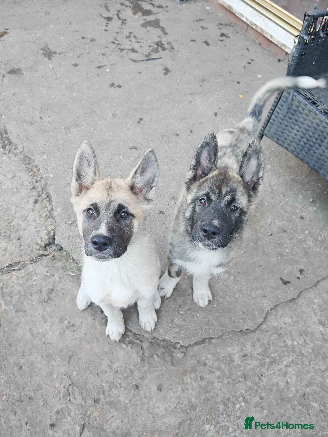 Mixed Breed dogs for sale: Akita  puppies for sale  - Image 24