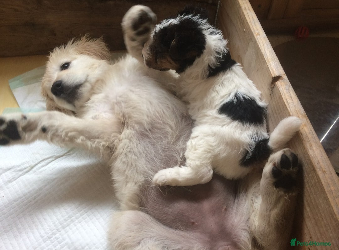 Fox Terrier dogs for sale: Wire Haired Fox Terrier Puppies - Image 13