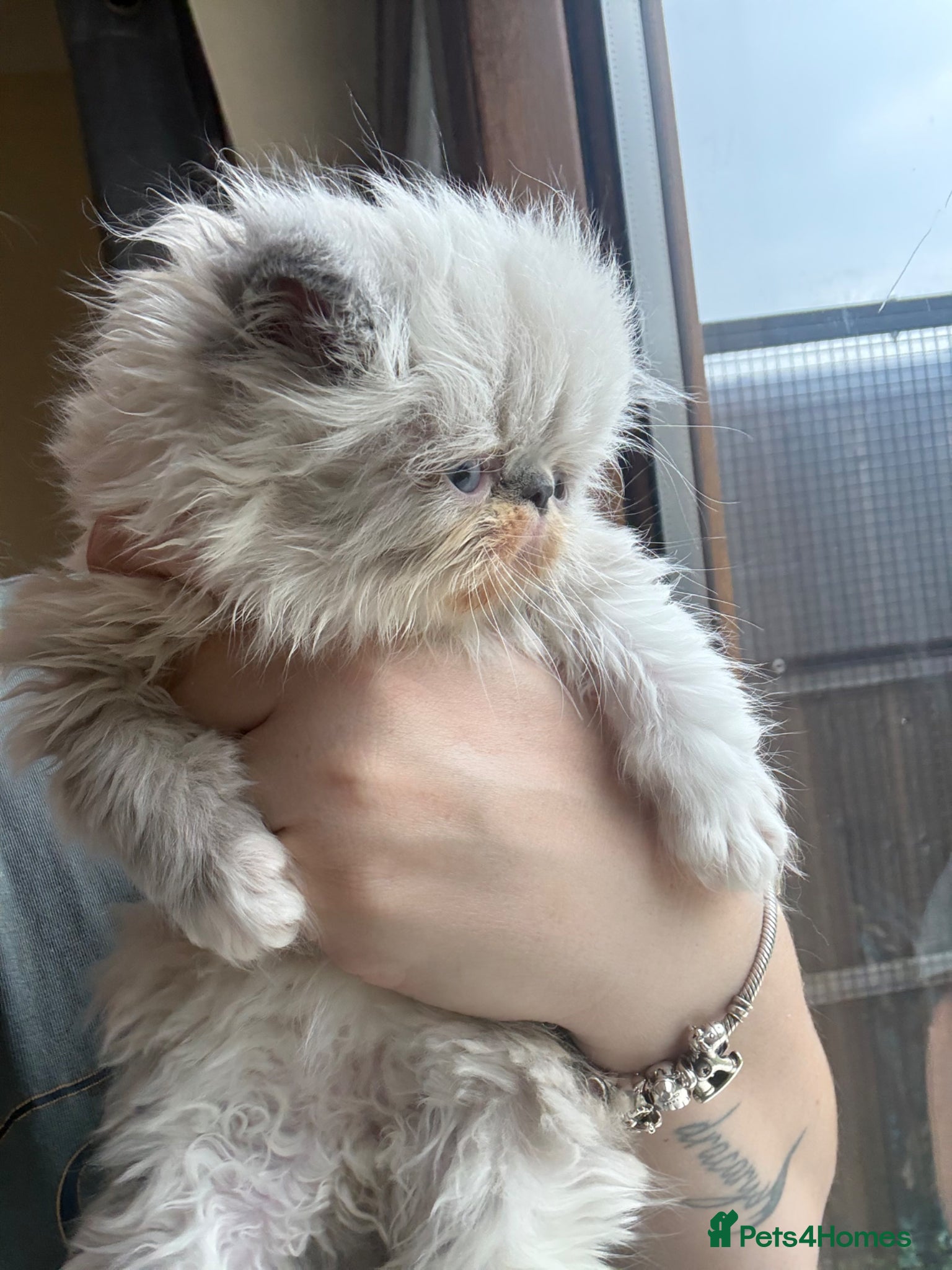 Persian cats TICA registered bicolour point Persian kittens 💙 - Advert 5