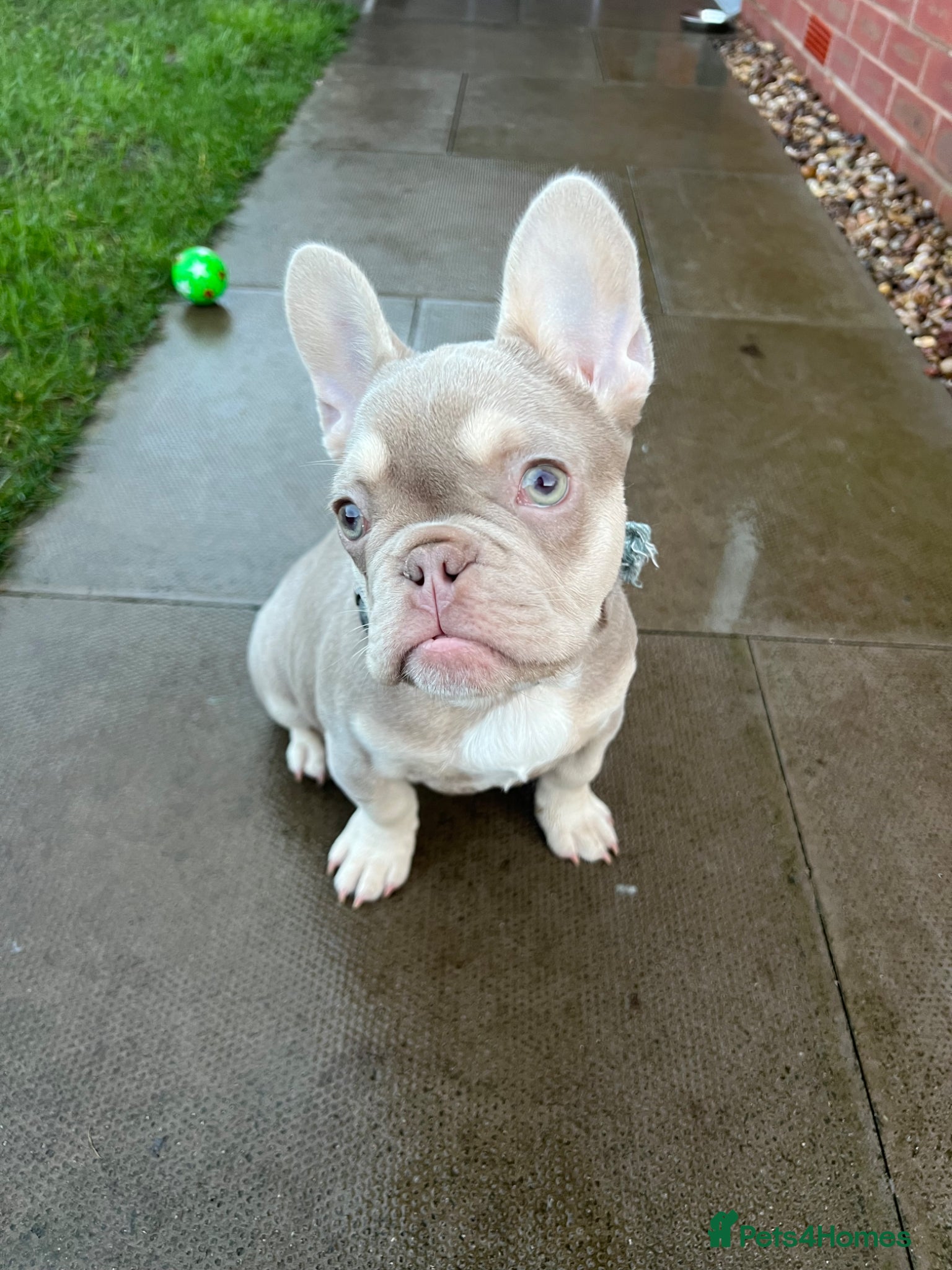 French Bulldog dogs Male frenchie - Advert 4