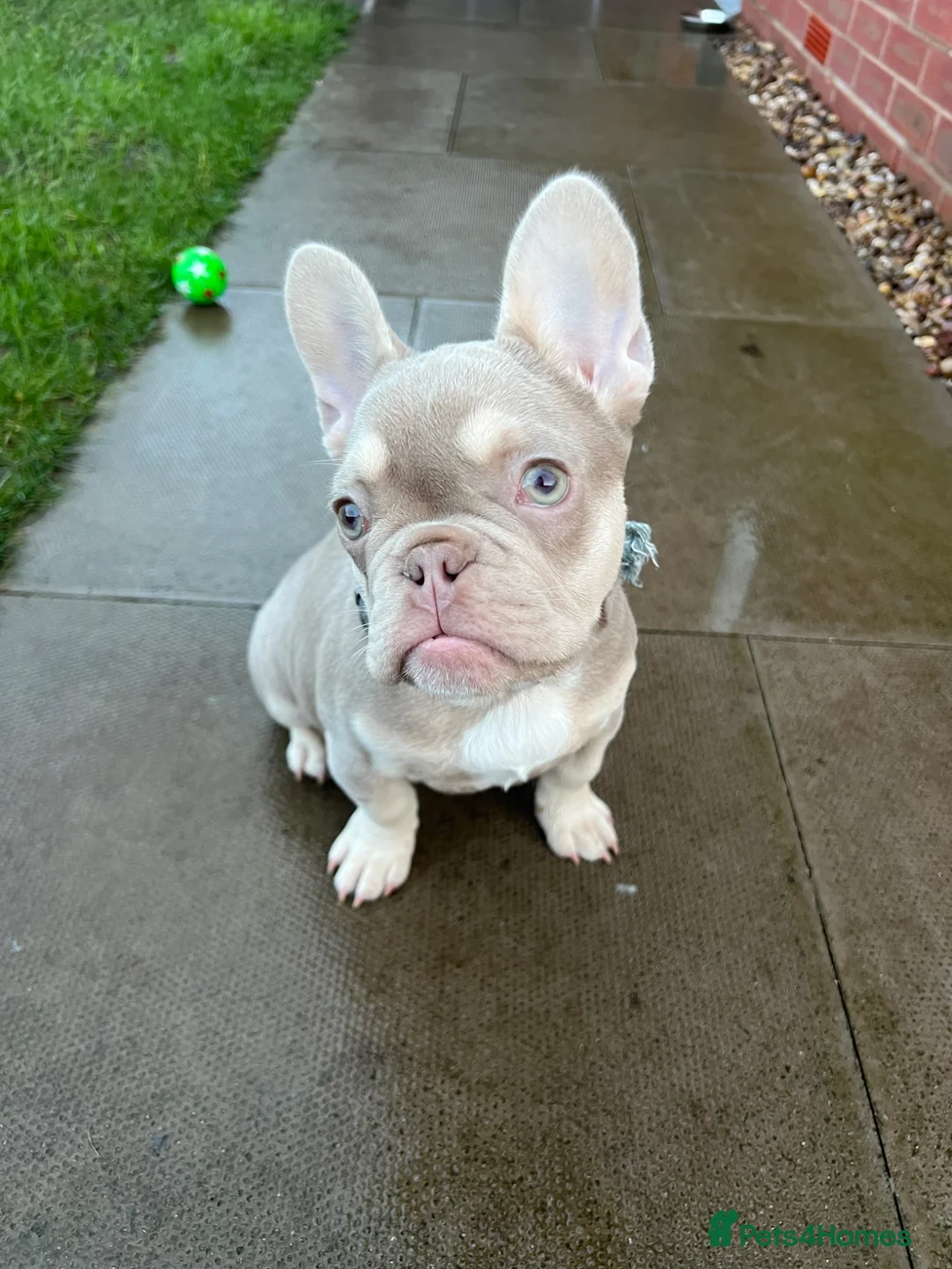 French Bulldog dogs for sale: Male frenchie in Leicester - Advert 1