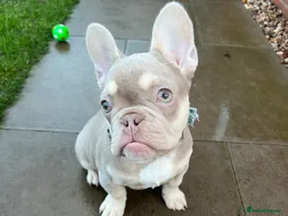 French Bulldog dogs Male frenchie - Advert 4