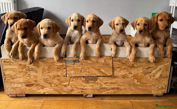 Labrador Retriever dogs - Advert 12