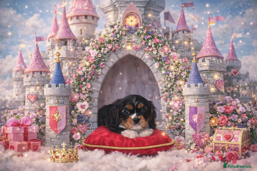 Cavalier King Charles Spaniel dogs for sale: Beautiful Cavalier Puppies available 😍  - Advert 20