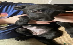 Mixed Breed dogs for sale: Gorgeous mixed breed puppies  - Image 2