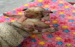 Labrador Retriever dogs for sale: Beautiful pedigree golden Labradors  - Image 7