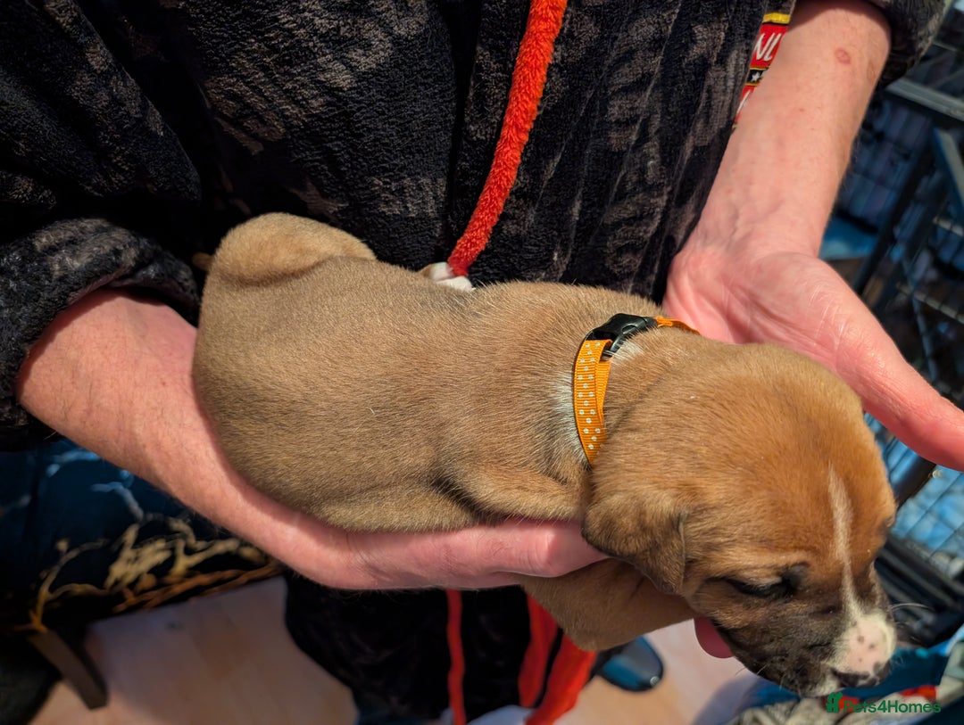 Mixed Breed dogs for sale: Staffy X pups  - Advert 32