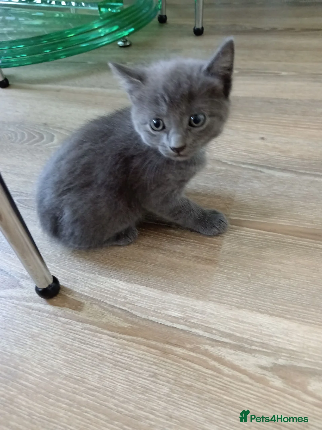 British Shorthair cats for sale: Kitten in West Drayton - Advert 17