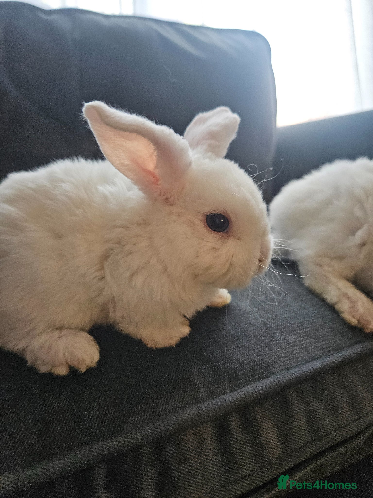 Mini Lop rabbits Mini Plush Lops - Suffolk - Advert 2