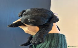 Cockapoo dogs for sale: F2 cockapoo’s (last girl) - Advert 17