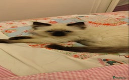 Ragdoll cats for sale: Pedigree Ragdoll Kittens  - Image 4