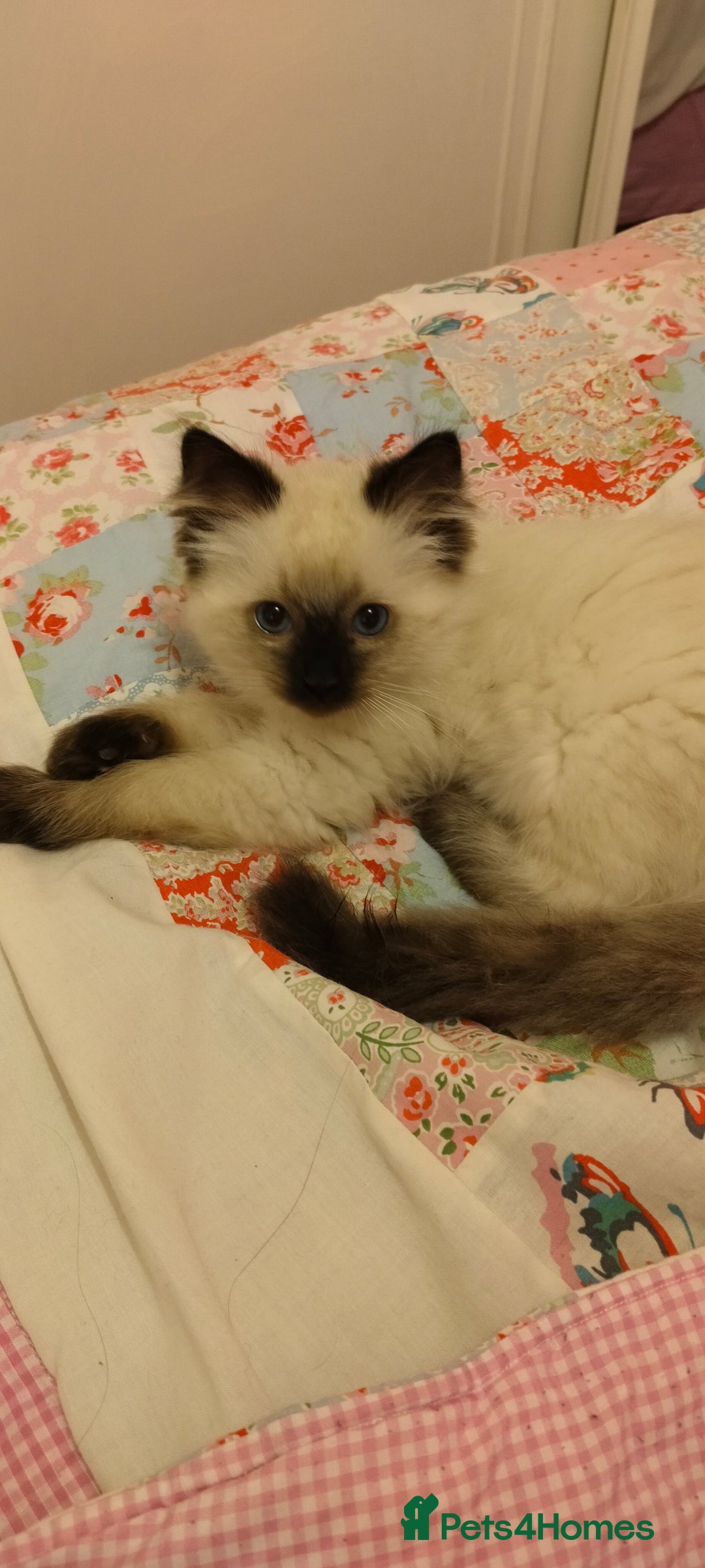 Ragdoll cats for sale: Pedigree Ragdoll Kittens  - Image 4