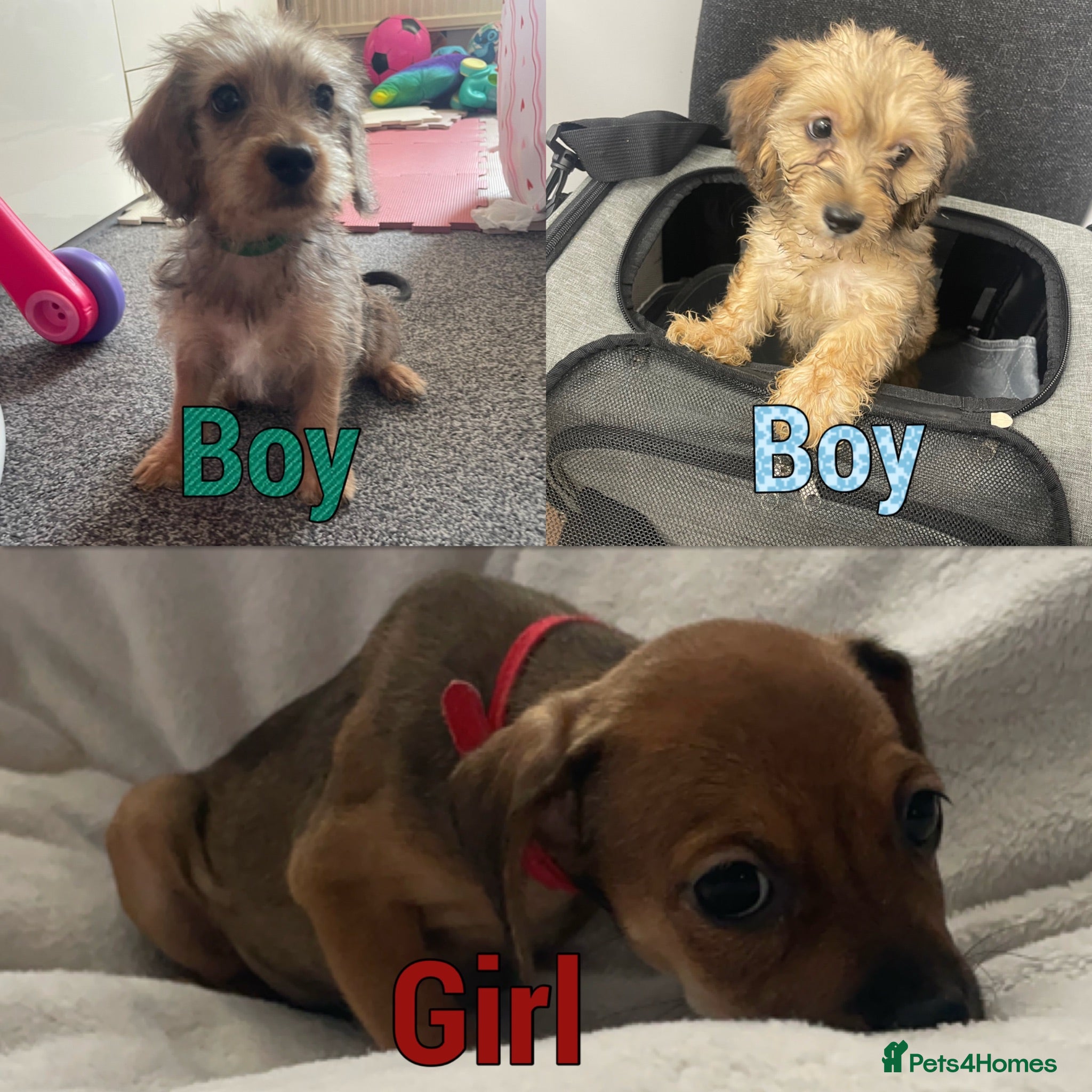 Mixed Breed dogs 3 Beautiful Poochi Datzu Puppies  - Advert 17