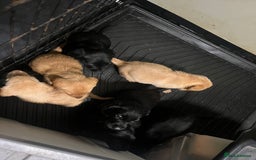Labrador Retriever dogs for sale: 7 Labrador Puppies - Image 4