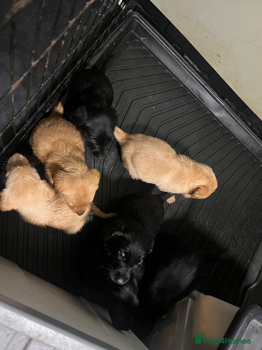 Labrador Retriever dogs for sale: 7 Labrador Puppies - Image 4