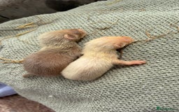 Ferret rodents for sale: Ferret kits albino X eu polecat - Image 5