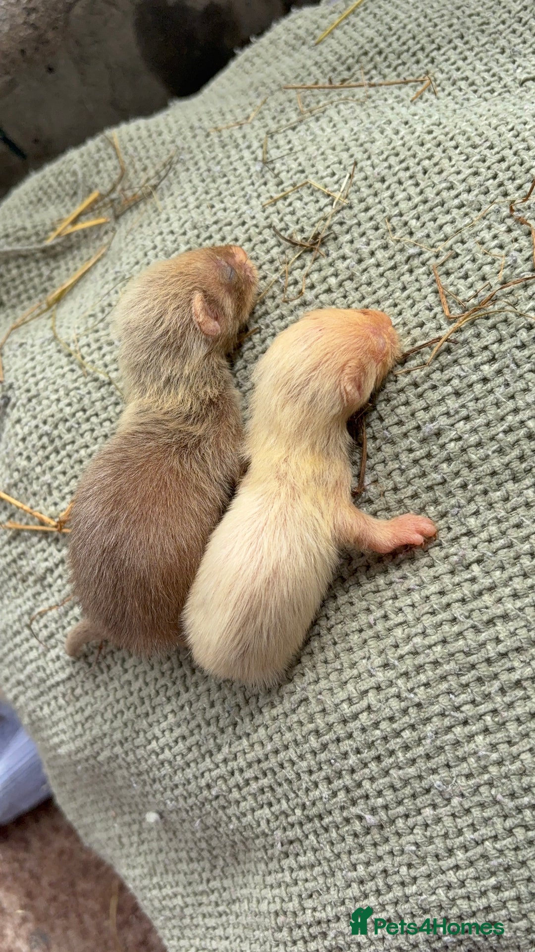 Ferret rodents for sale: Ferret kits albino X eu polecat - Image 5