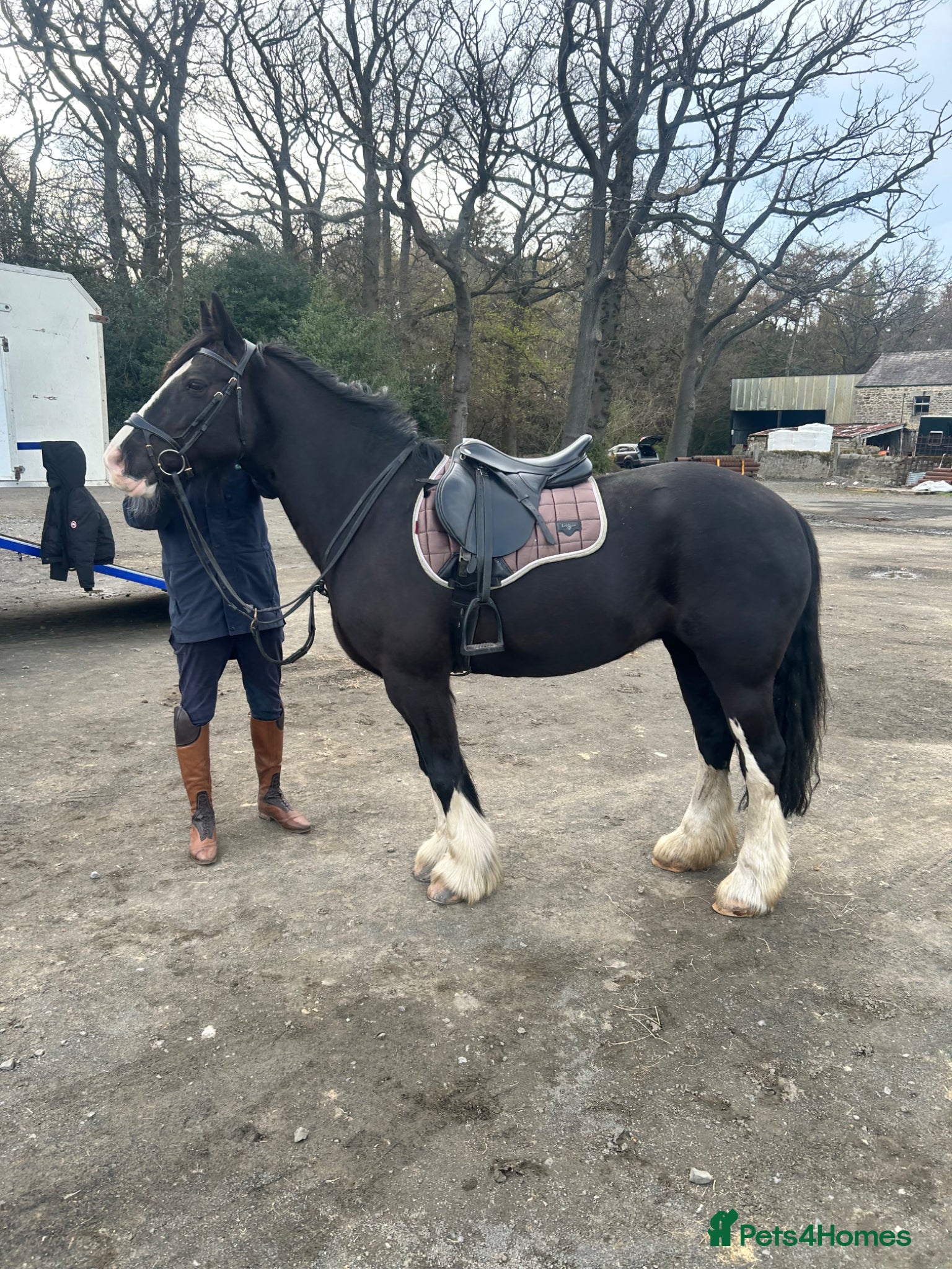 Irish Cob horses 15hh super fun/safe mare - Advert 1