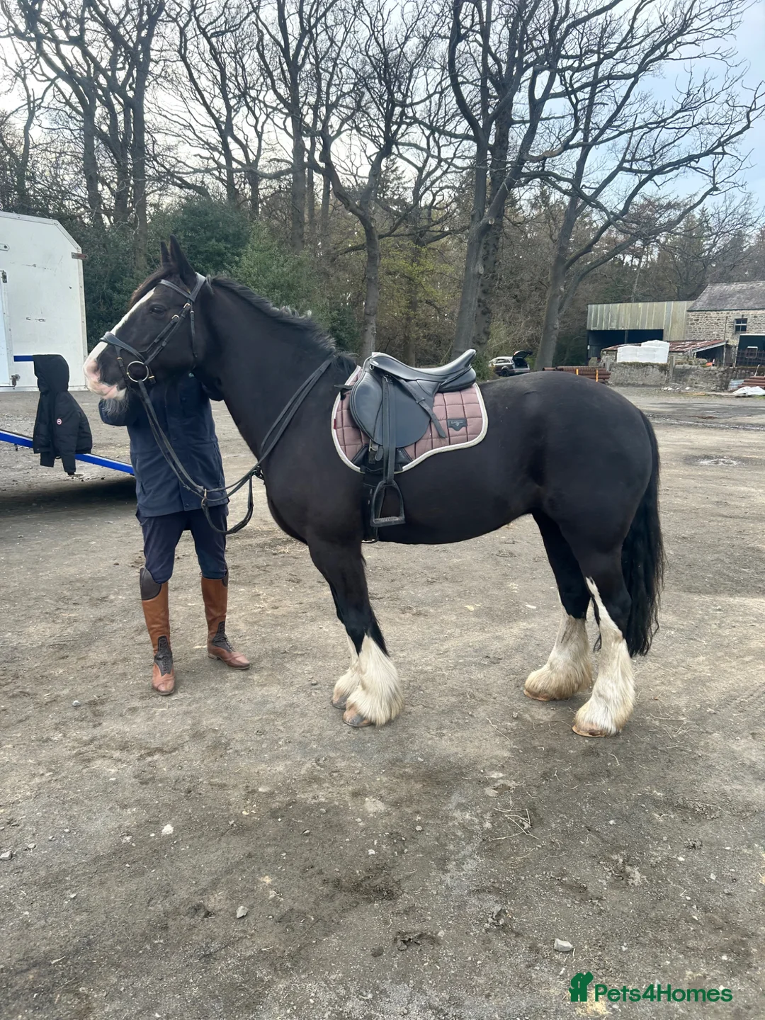 Irish Cob horses for sale: 15hh super fun/safe mare in Newcastle upon Tyne - Advert 1