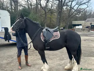 Irish Cob horses 15hh super fun/safe mare - Advert 1