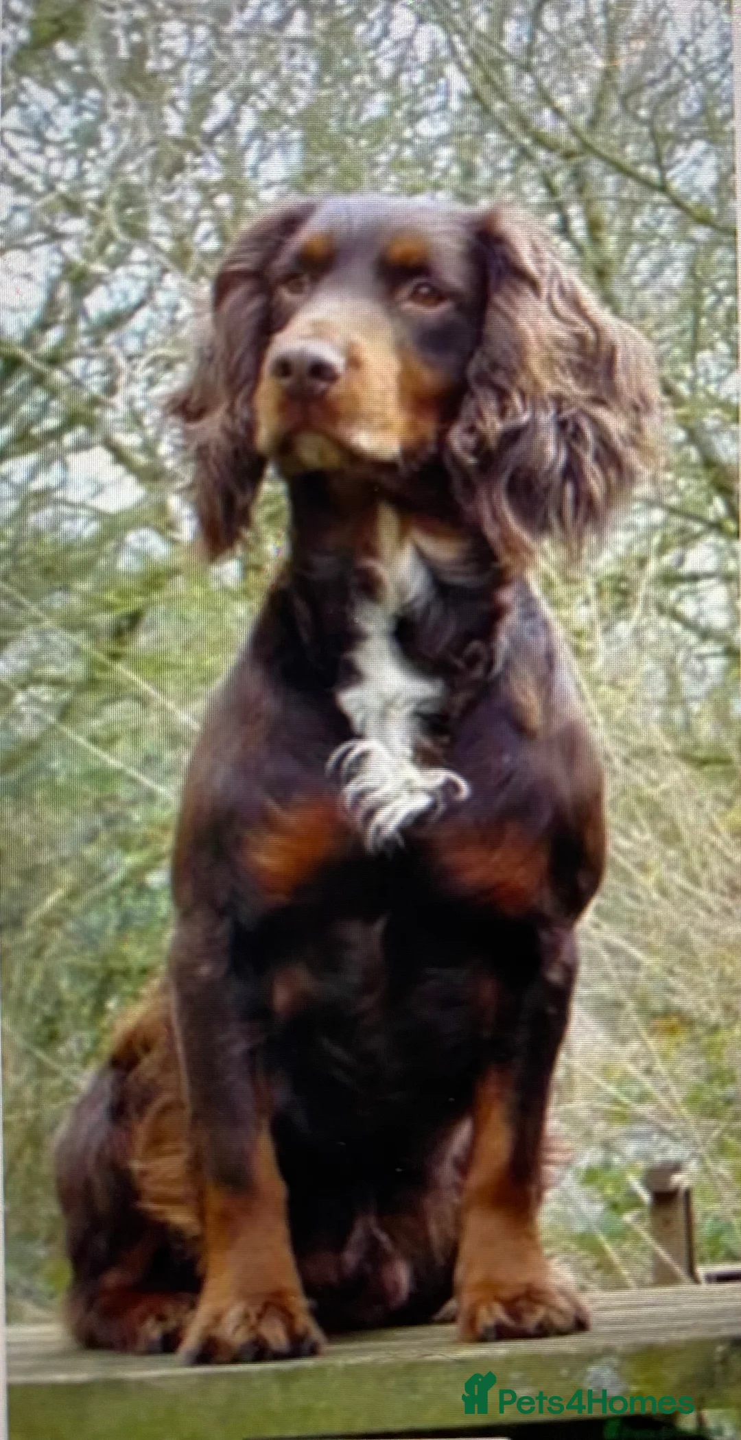 Cocker Spaniel dogs for sale: Black tan & white (tri) liver & red KC cocker pup - Advert 4