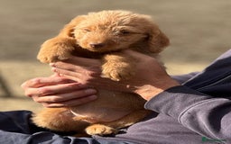 Labradoodle dogs for sale: F1b 3rd generation Labradoodles  - Image 7