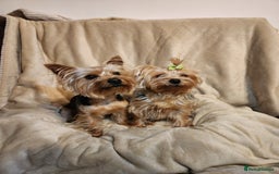 Yorkshire Terrier dogs for sale: 6 beautiful yorkie puppies - Image 20