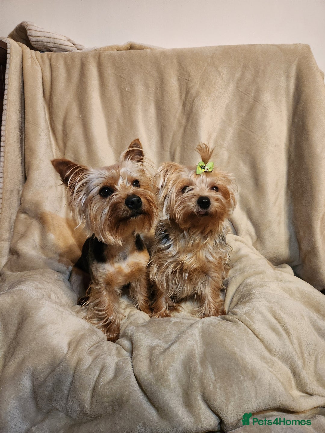 Yorkshire Terrier dogs for sale: 6 beautiful yorkie puppies - Image 20