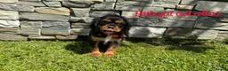 Cavalier King Charles Spaniel dogs for sale: Beautiful health tested cavalier King Charles  - Advert 13