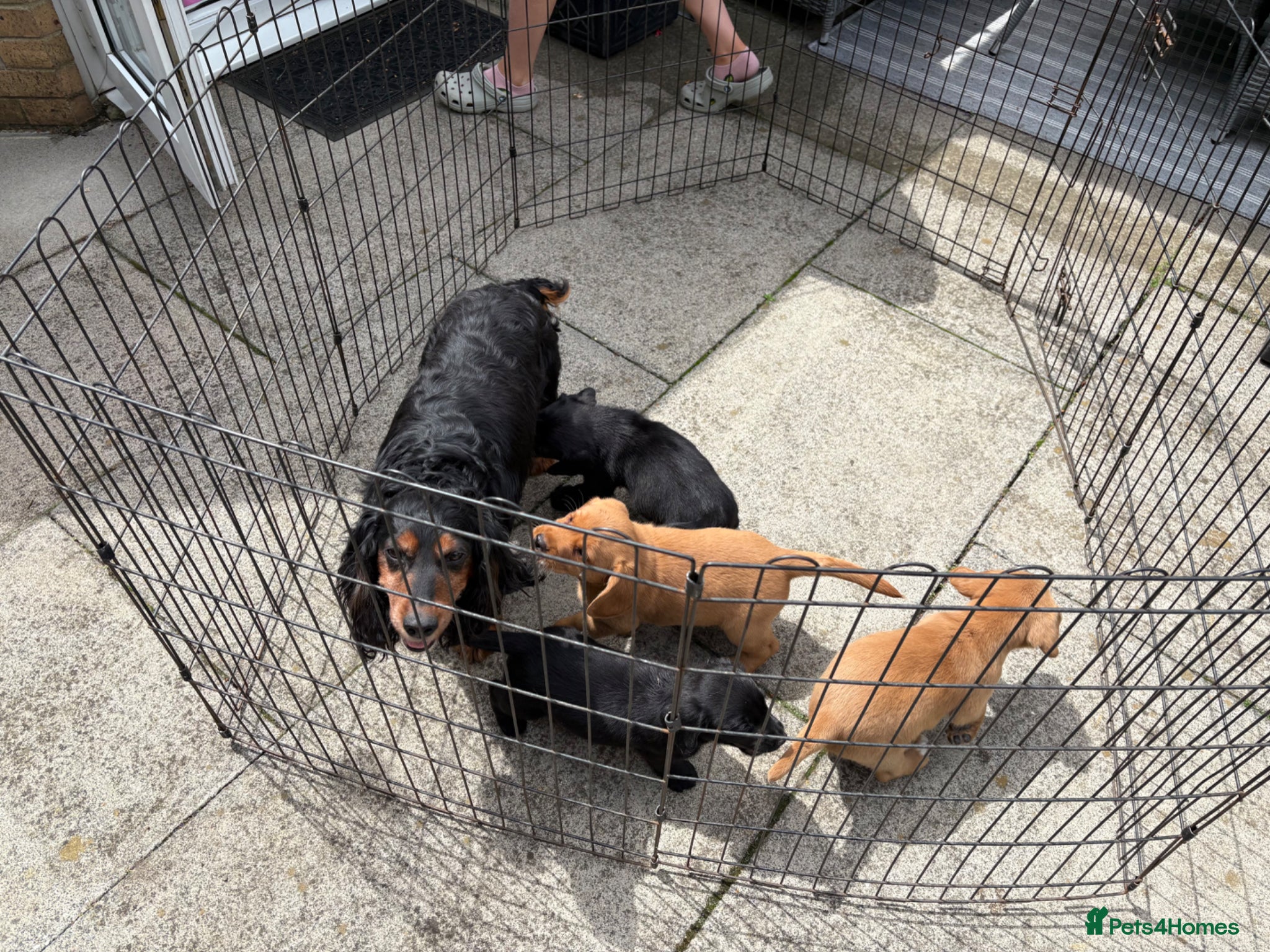 Cockerdor dogs for sale: Stunning Cockador Puppies for Sale - Advert 10
