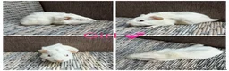 Guinea Pig rodents for sale: Male & Female piggies looking for new laps - Advert 20