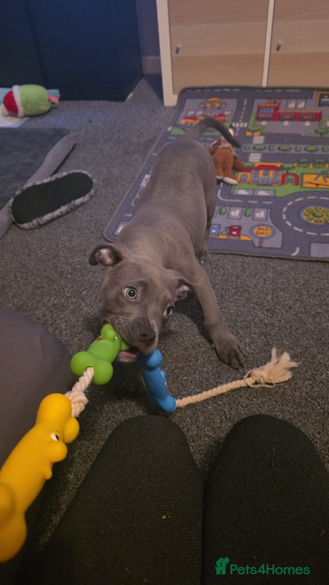 Mixed Breed dogs for sale: Loki  - Advert 3