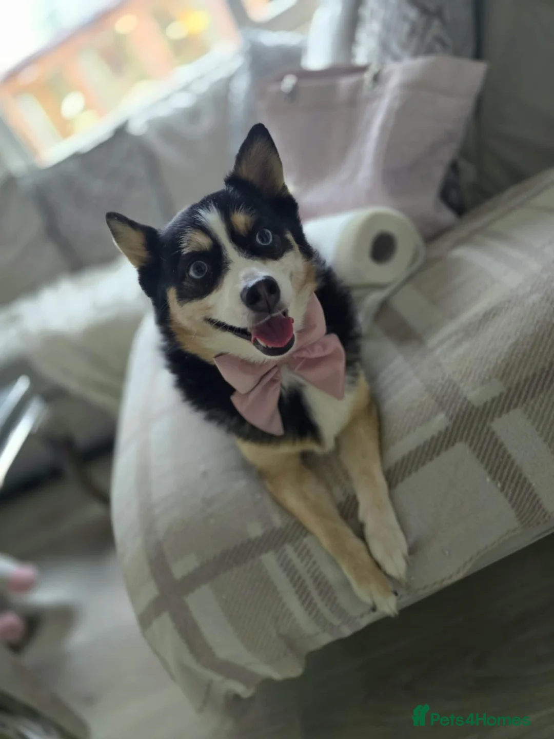 Pomsky dogs for sale: Female F1 pomsky - Advert 1