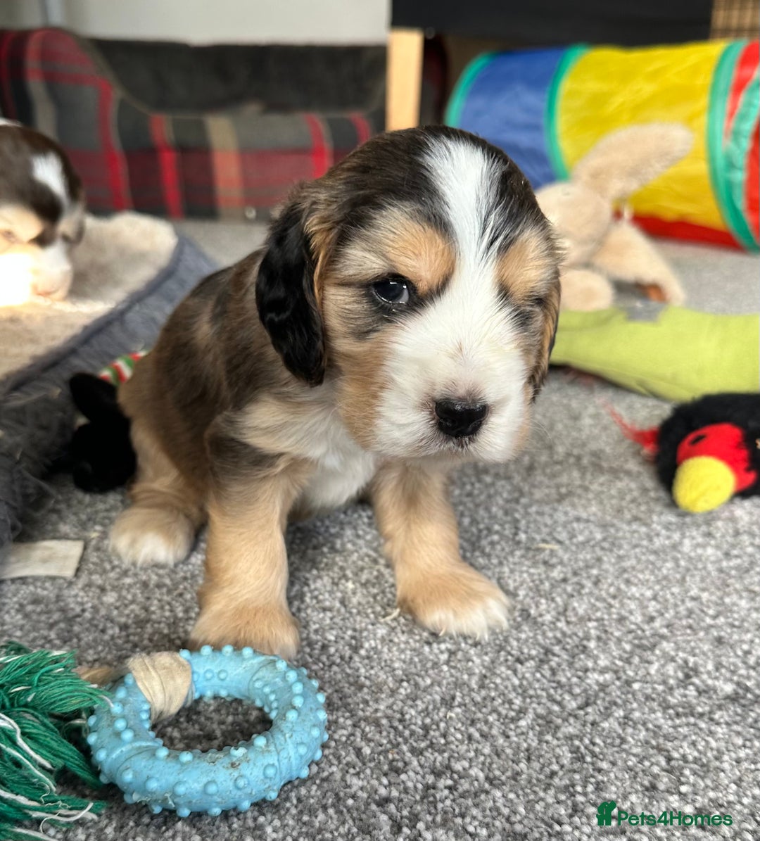 Cocker Spaniel dogs for sale: Beautiful sable puppies - Image 4
