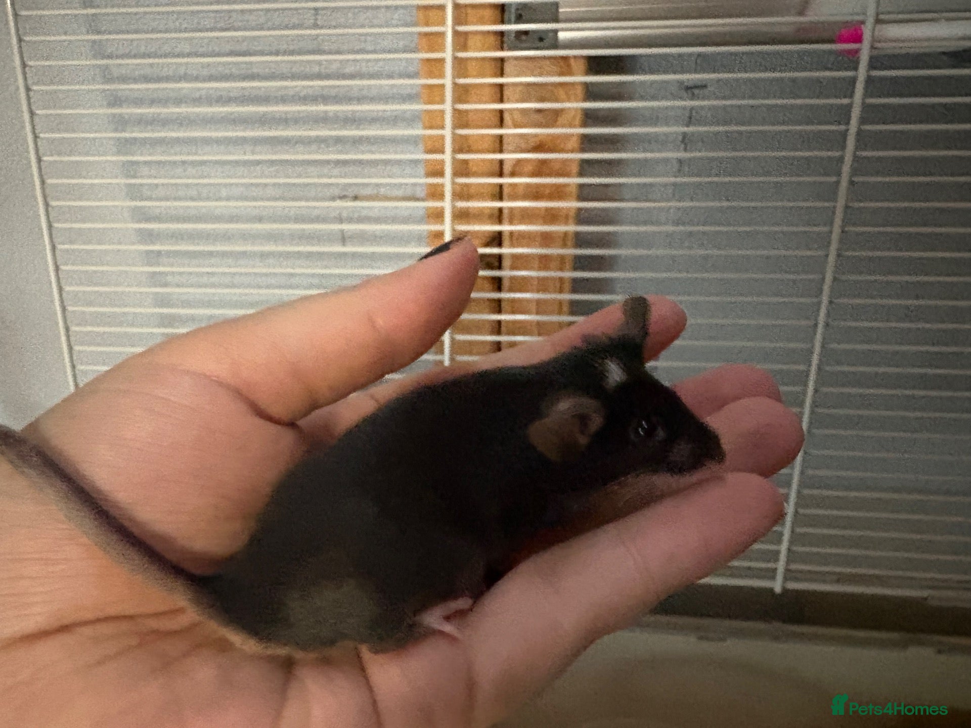Mouse rodents Friendly baby male with full set up  - Advert 12