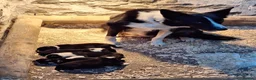 Border Collie dogs for sale: 🐾 🐾 ISDS Registered Border Collie Pups 🐾 🐾  - Advert 4