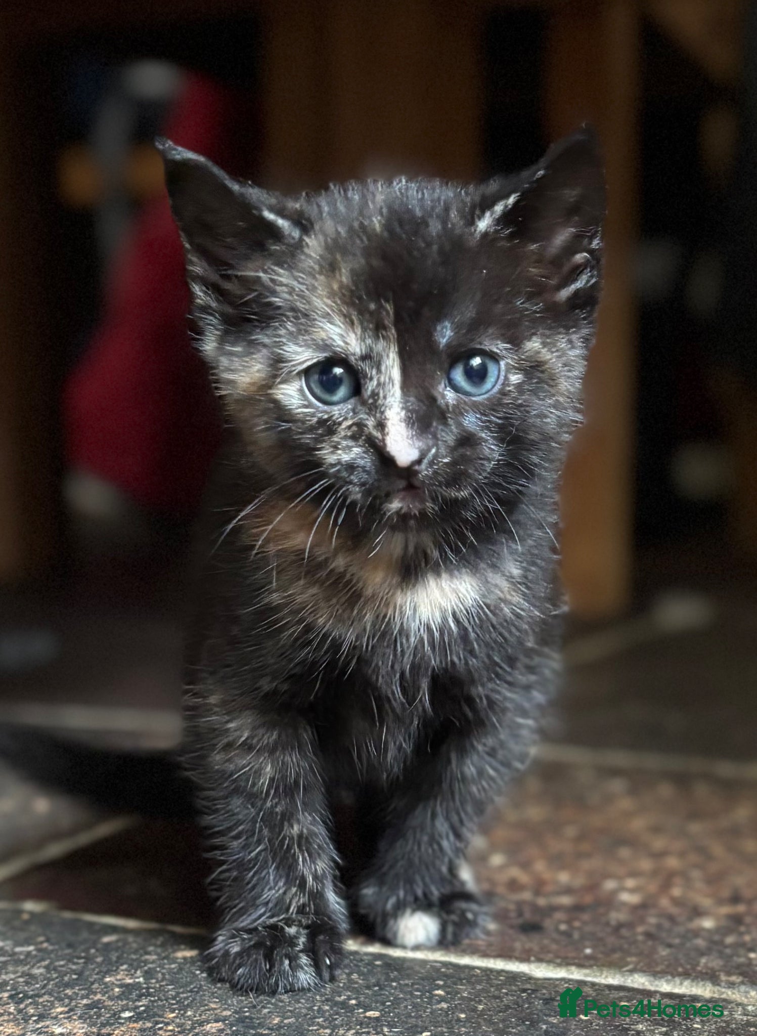 Mixed Breed cats Stunning Kittens (2 remaining) - Advert 12