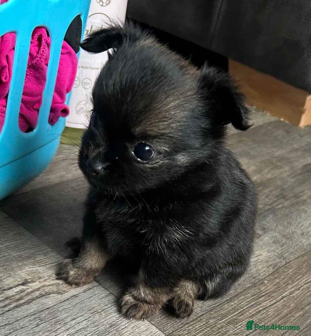 Pomchi dogs for sale: 2 beautiful tiny little Pomchi girls - Image 28